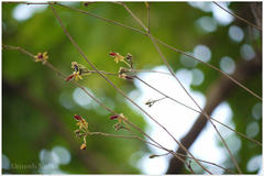 Cottonia peduncularis